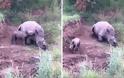 Μωρό ρινόκερος προσπαθεί να θηλάσει από τη νεκρή μητέρα του [video] - Φωτογραφία 2