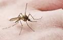 Οχυρώνεται η Λεμεσός για τα κουνούπια