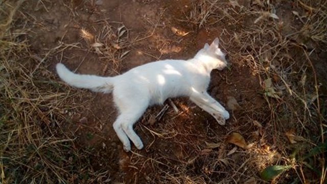 Νεκρές γάτες από φόλες στα Δύο Ρέματα Αγρινίου – Αναζητείται ο δράστης - Φωτογραφία 1