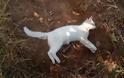 Νεκρές γάτες από φόλες στα Δύο Ρέματα Αγρινίου – Αναζητείται ο δράστης