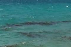 Επιστρέφει ο εφιάλτης με τις τσούχτρες στον Κορινθιακό - Κραυγή απόγνωσης από τους κατοίκους
