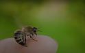 Κρήτη: Περιπέτεια για ηλικιωμένο μετά από τσίμπημα μέλισσας – Παραλίγο να καταλήξει