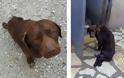 Έκαναν ευθανασία στη Σκυλίτσα που βρέθηκε τραυματισμένη στον ΑΣΤΑΚΟ