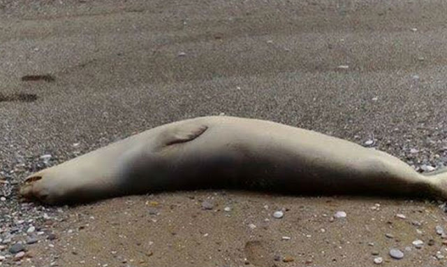Παραλία Αχλάδι: Πυροβόλησαν φώκια στο κεφάλι! (ΦΩΤΟ) - Φωτογραφία 1