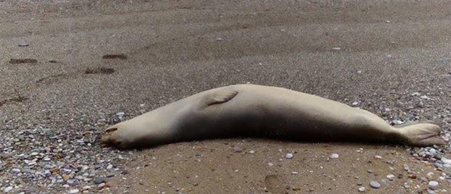 Παραλία Αχλάδι: Πυροβόλησαν φώκια στο κεφάλι! (ΦΩΤΟ) - Φωτογραφία 3