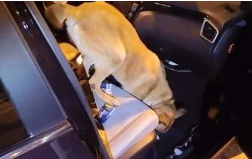 Η στιγμή που αστυνομικός σκύλος στην Ηγουμενίτσα εντοπίζει ναρκωτικά σε αυτοκίνητο [βίντεο] - Φωτογραφία 1