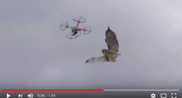 Αστυνομικός της ΔΙΑΣ καταρρίπτει drones με ... γεράκι - Εντυπωσιακό βίντεο - Φωτογραφία 1