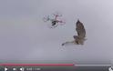Αστυνομικός της ΔΙΑΣ καταρρίπτει drones με ... γεράκι - Εντυπωσιακό βίντεο