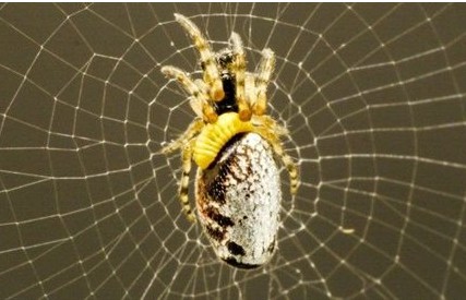 ΑΠΙΣΤΕΥΤΟ: Διαβολική σφήκα υποχρεώνει αράχνες να της πλέκουν... ζιπουνάκια [video] - Φωτογραφία 1