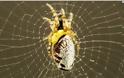 ΑΠΙΣΤΕΥΤΟ: Διαβολική σφήκα υποχρεώνει αράχνες να της πλέκουν... ζιπουνάκια [video]