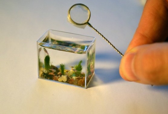 Το μικρότερο ενυδρείο στον κόσμο... [photo] - Φωτογραφία 1