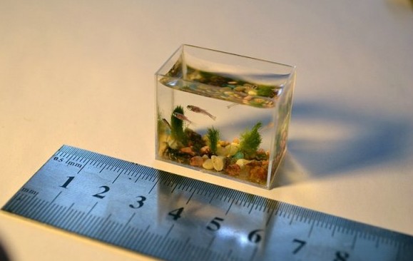 Το μικρότερο ενυδρείο στον κόσμο... [photo] - Φωτογραφία 5