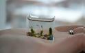 Το μικρότερο ενυδρείο στον κόσμο... [photo] - Φωτογραφία 3
