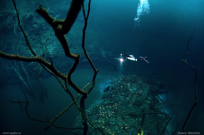 Σπάνιο φαινόμενο: Ποτάμι και δέντρα... κάτω από τον ωκεανό [video] - Φωτογραφία 1