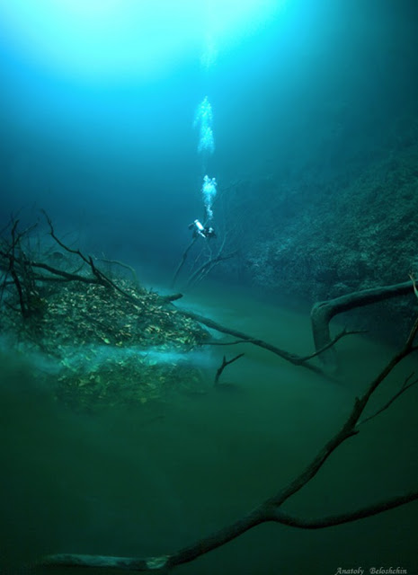 Σπάνιο φαινόμενο: Ποτάμι και δέντρα... κάτω από τον ωκεανό [video] - Φωτογραφία 3