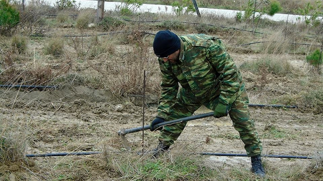 Λήμνος: Δενδροφύτευση από την 88 ΣΔΙ - Φωτογραφία 12