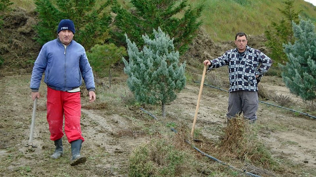 Λήμνος: Δενδροφύτευση από την 88 ΣΔΙ - Φωτογραφία 25