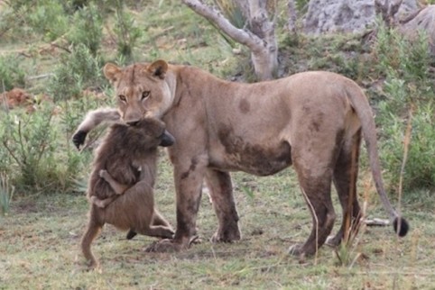 Θηλυκό λιοντάρι σκοτώνει μπαμπουίνο κι ανακαλύπτει το μωρό του  - Το τι ακολούθησε στη συνέχεια είναι απίστευτο [photos] - Φωτογραφία 1
