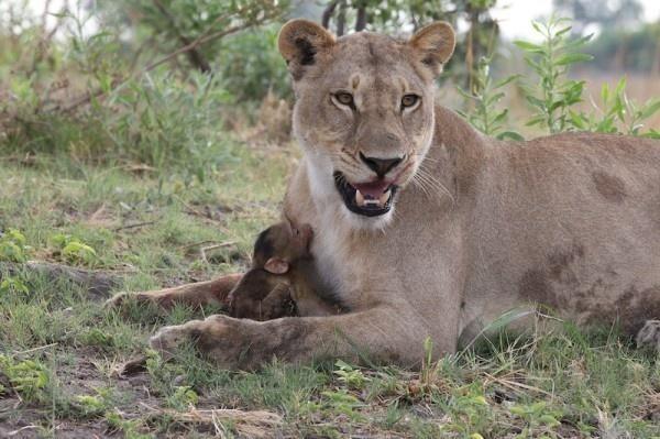 Θηλυκό λιοντάρι σκοτώνει μπαμπουίνο κι ανακαλύπτει το μωρό του  - Το τι ακολούθησε στη συνέχεια είναι απίστευτο [photos] - Φωτογραφία 7