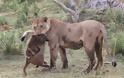 Θηλυκό λιοντάρι σκοτώνει μπαμπουίνο κι ανακαλύπτει το μωρό του  - Το τι ακολούθησε στη συνέχεια είναι απίστευτο [photos]