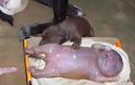 ΣΟΚ: Σκυλίτσα γέννησε... άνθρωπο - ΠΡΟΣΟΧΗ: Ανατριχιαστικές φωτογραφίες - Φωτογραφία 4
