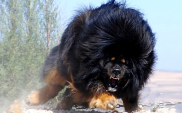 Αυτή είναι η πιο ακριβή ράτσα σκύλου στον κόσμο - Δεν φαντάζεστε πόσα χρήματα  κοστίζει! - Φωτογραφία 1