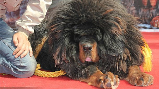 Αυτή είναι η πιο ακριβή ράτσα σκύλου στον κόσμο - Δεν φαντάζεστε πόσα χρήματα  κοστίζει! - Φωτογραφία 4