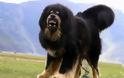 Αυτή είναι η πιο ακριβή ράτσα σκύλου στον κόσμο - Δεν φαντάζεστε πόσα χρήματα  κοστίζει! - Φωτογραφία 3