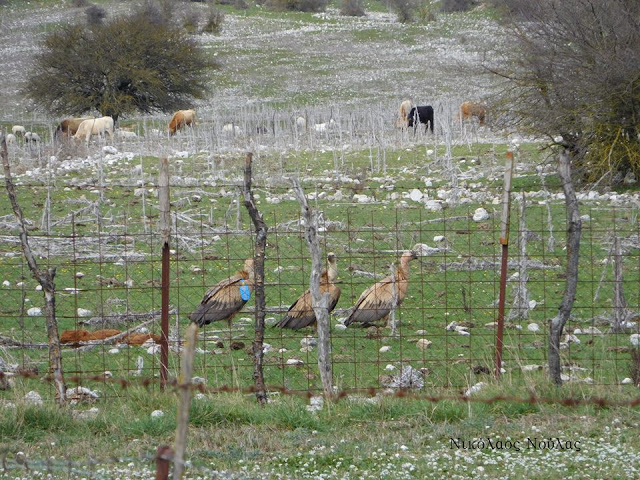 Εκεί που φωλιάζουν τα ΟΡΝΙΑ (Gyps fulvus) στα Ακαρνανικά (ΕΙΚΟΝΕΣ) - Φωτογραφία 11