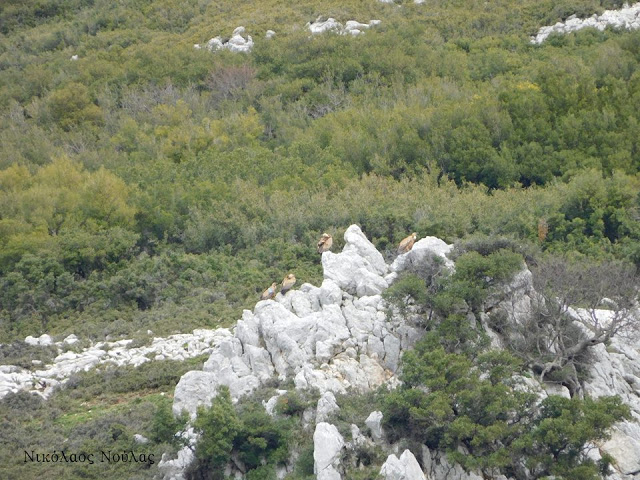 Εκεί που φωλιάζουν τα ΟΡΝΙΑ (Gyps fulvus) στα Ακαρνανικά (ΕΙΚΟΝΕΣ) - Φωτογραφία 6