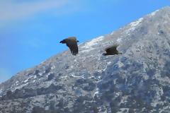 Εκεί που φωλιάζουν τα ΟΡΝΙΑ (Gyps fulvus) στα Ακαρνανικά (ΕΙΚΟΝΕΣ)