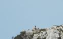Εκεί που φωλιάζουν τα ΟΡΝΙΑ (Gyps fulvus) στα Ακαρνανικά (ΕΙΚΟΝΕΣ) - Φωτογραφία 3