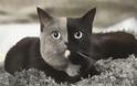 Narnia: Η υπέροχη γάτα με τα δύο πρόσωπα - Φωτογραφία 1