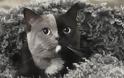 Narnia: Η υπέροχη γάτα με τα δύο πρόσωπα - Φωτογραφία 7