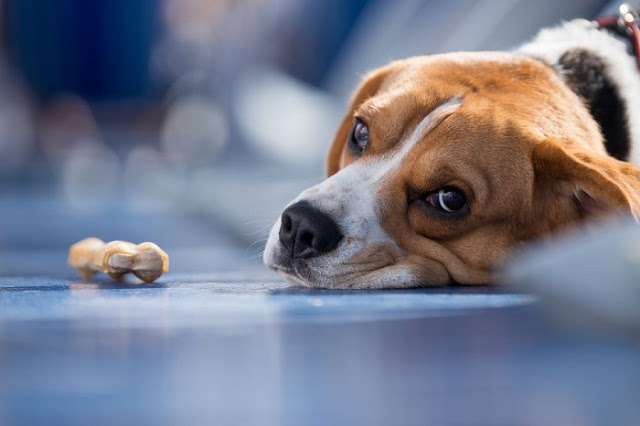 Πώς θα σώσετε ένα σκυλί που έχει φάει φόλα; - Φωτογραφία 1