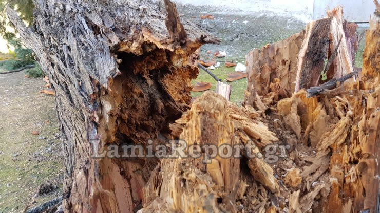 Λαμία: Ο δυνατός αέρας έριξε κυπαρίσσι σε στέγη σπιτιού [photos] - Φωτογραφία 3