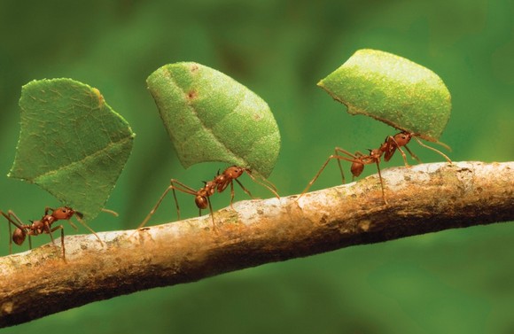 ΤΡΕΛΟ: Δείτε γιατί τα μυρμήγκια πίνουν οξυζενέ... - Φωτογραφία 1