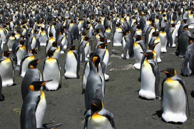 Οι βασιλικοί πιγκουίνοι κινδυνεύουν - Φωτογραφία 1