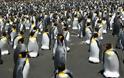 Οι βασιλικοί πιγκουίνοι κινδυνεύουν