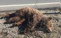 Βρέθηκε νεκρό αρκουδάκι στην Κοζάνη - Το παρέσυρε αυτοκίνητο