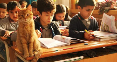 Αυτός ο γάτος υιοθετήθηκε από την τρίτη τάξη δημοτικού της Σμύρνης και κάνει μάθημα μαζί με τα παιδιά - Φωτογραφία 1