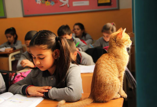 Αυτός ο γάτος υιοθετήθηκε από την τρίτη τάξη δημοτικού της Σμύρνης και κάνει μάθημα μαζί με τα παιδιά - Φωτογραφία 5