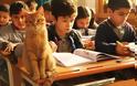 Αυτός ο γάτος υιοθετήθηκε από την τρίτη τάξη δημοτικού της Σμύρνης και κάνει μάθημα μαζί με τα παιδιά