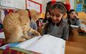 Αυτός ο γάτος υιοθετήθηκε από την τρίτη τάξη δημοτικού της Σμύρνης και κάνει μάθημα μαζί με τα παιδιά - Φωτογραφία 2