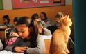 Αυτός ο γάτος υιοθετήθηκε από την τρίτη τάξη δημοτικού της Σμύρνης και κάνει μάθημα μαζί με τα παιδιά - Φωτογραφία 5
