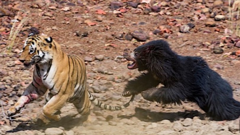 Επική μονομαχία τίγρης με αρκούδα στην ενδοχώρα της Ινδίας pics - Φωτογραφία 1