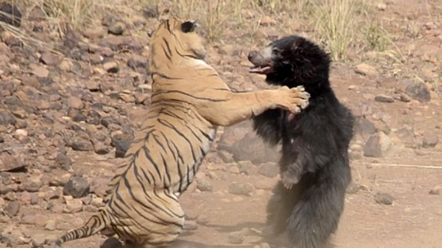 Επική μονομαχία τίγρης με αρκούδα στην ενδοχώρα της Ινδίας pics - Φωτογραφία 3