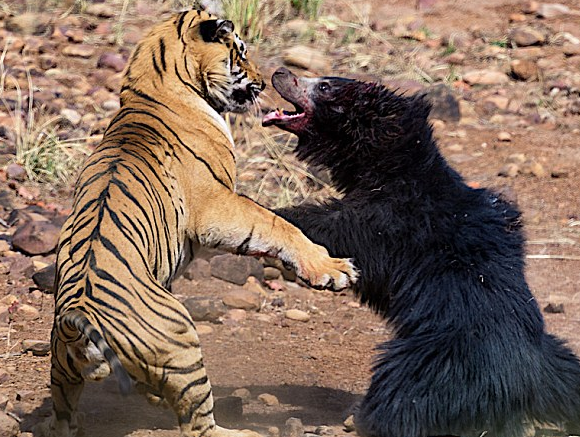 Επική μονομαχία τίγρης με αρκούδα στην ενδοχώρα της Ινδίας pics - Φωτογραφία 4