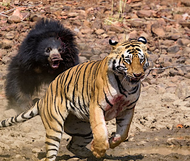 Επική μονομαχία τίγρης με αρκούδα στην ενδοχώρα της Ινδίας pics - Φωτογραφία 5