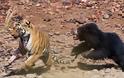 Επική μονομαχία τίγρης με αρκούδα στην ενδοχώρα της Ινδίας pics - Φωτογραφία 1
